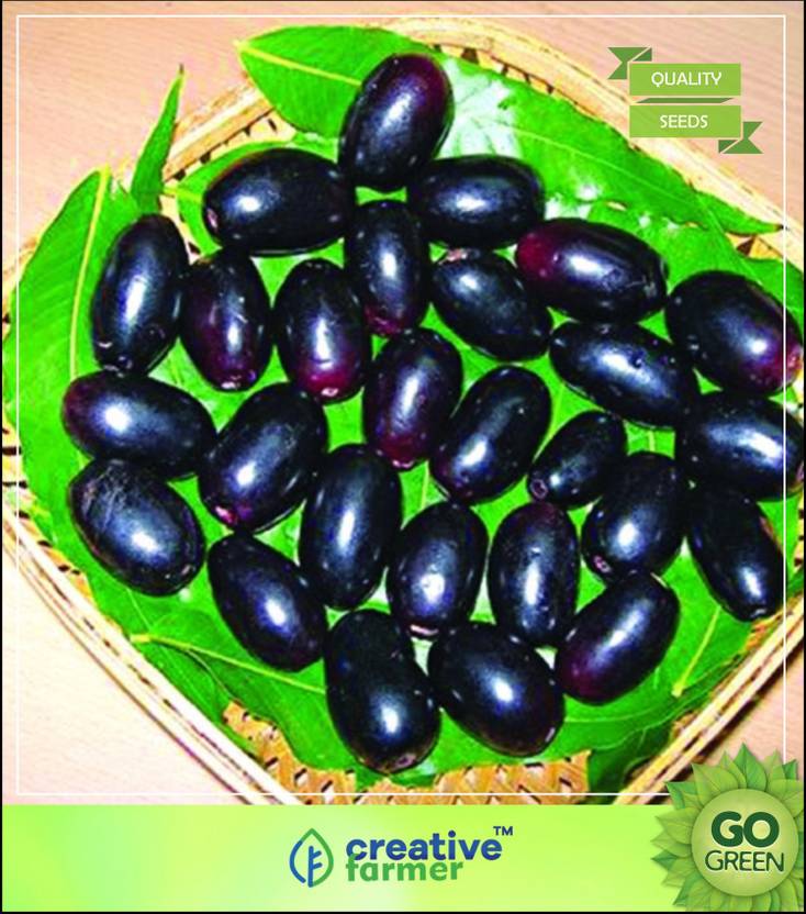 creative farmer Fruit Seeds Naval Njaval Pazham Blackberry Like Fruit