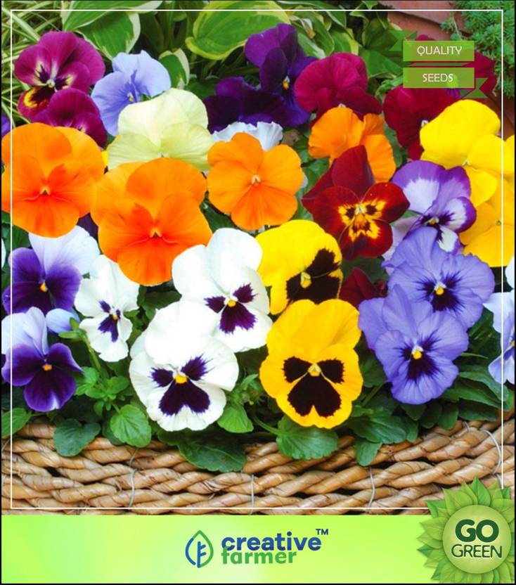 Pansy Flower Seeds Online India Best Flower Wallpaper