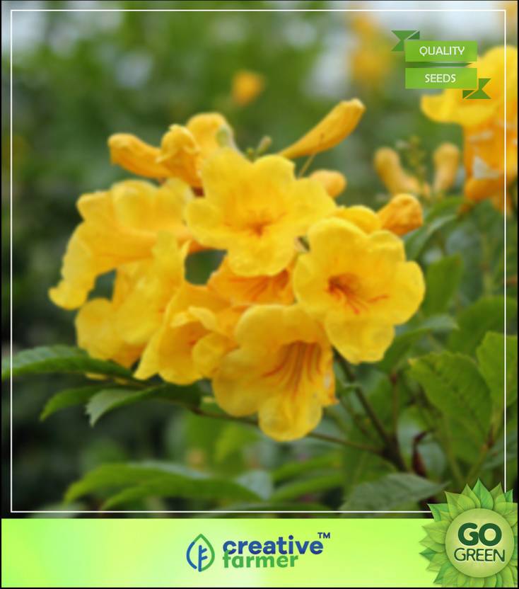 creative farmer Swarnapatti Yellow Flower Creeper Flower Plant Seeds