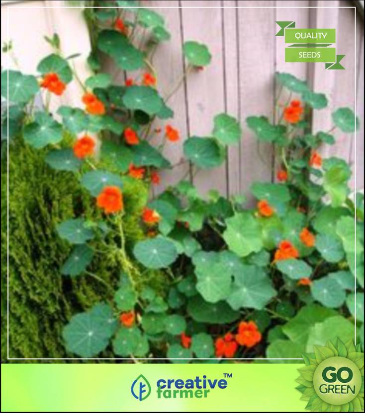 creative farmer Nasturtium Indian Cress Seeds Climber Flower Seeds