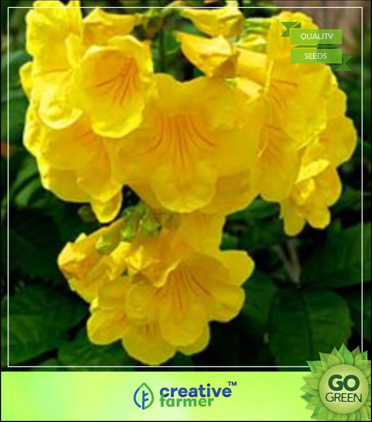 creative farmer flowering plant