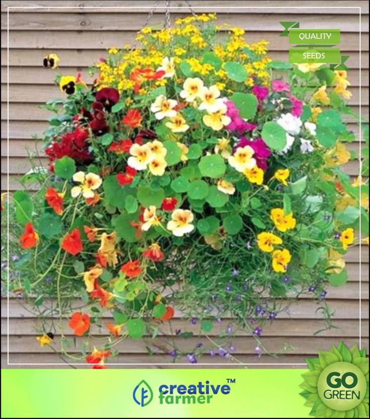 creative farmer Best Plants For Hanging Baskets Flower Seeds Gardening