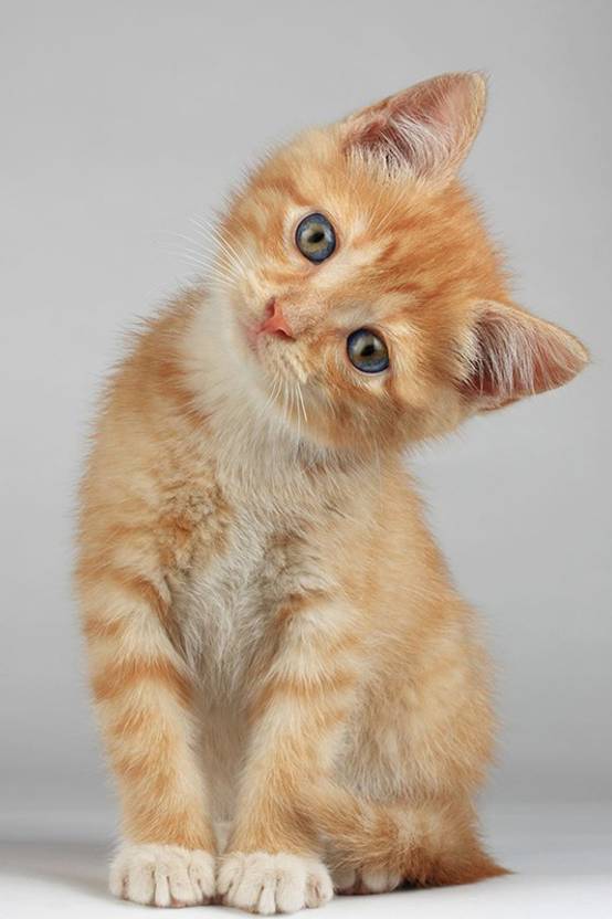 Poster Cute Pet Animal Lover Poster For Room Cats