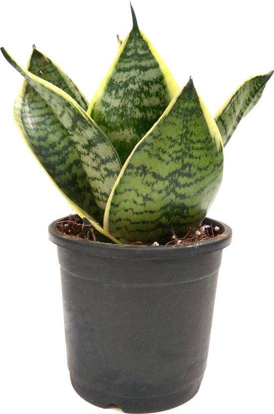 Root Bridges Snake Plant Price in India Buy Root Bridges