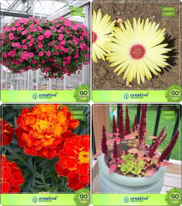 creative farmer Flower Seeds Home Depot Plant Seeds Combo Petunia