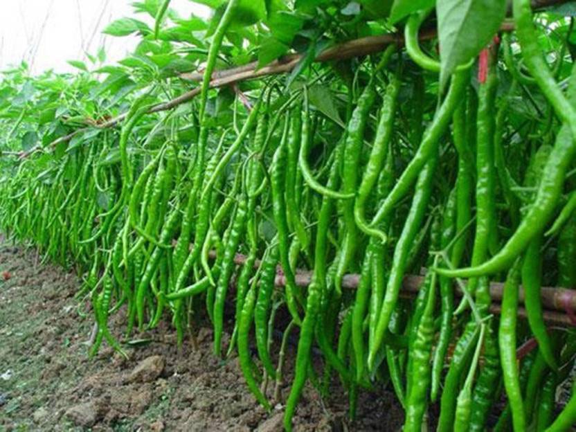 Green Leaves Pattern Of Chilli Tree Red Green Chili Peppers In
