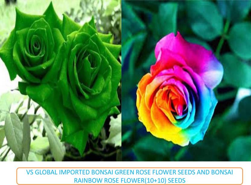 vs global imported bonsai