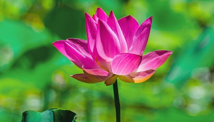 Generic Rare Nelumbo Nucifera Indian Lotus Dark Pink Color Generic Rare Nelumbo Nucifera Indian Lotus Dark Pink Color Flower 10 Seed Per Packet