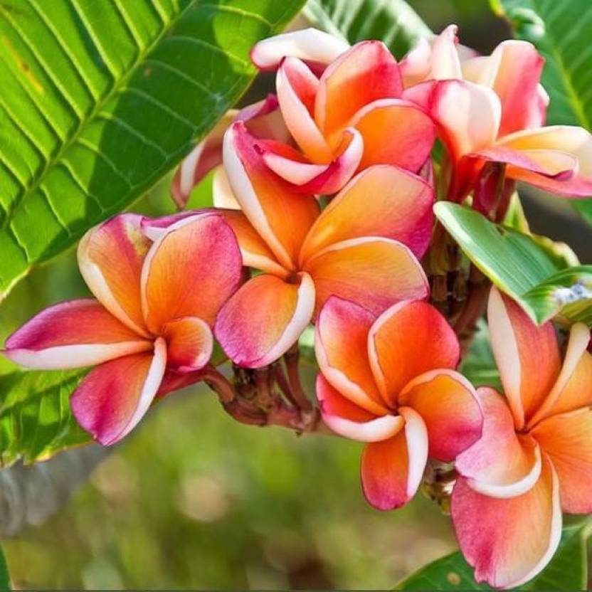 Generic Frangipani PLUMERIA Rubra for Home Garden Rainbow Plumeria ...