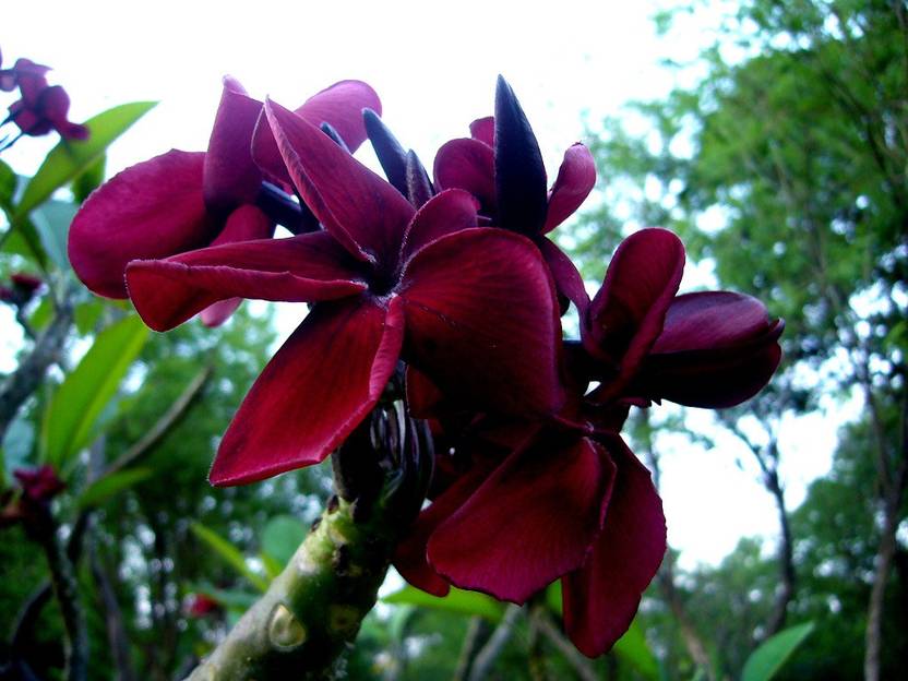 Generic Dwarf Black Red Plumeria, Plumeria Frangipani Flower 6 Seed Price in India Buy Generic