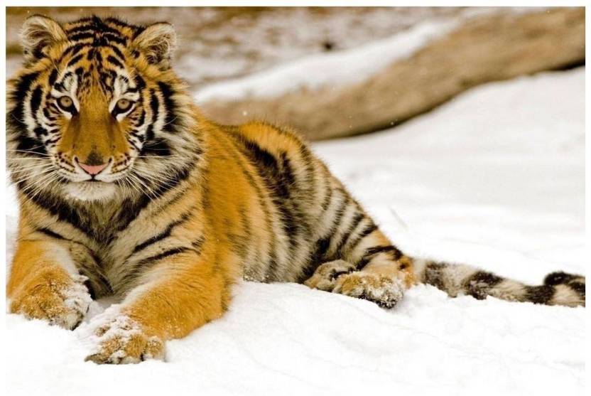 Wall Poster Tiger Surface Covering Area 24 X 18 Inch