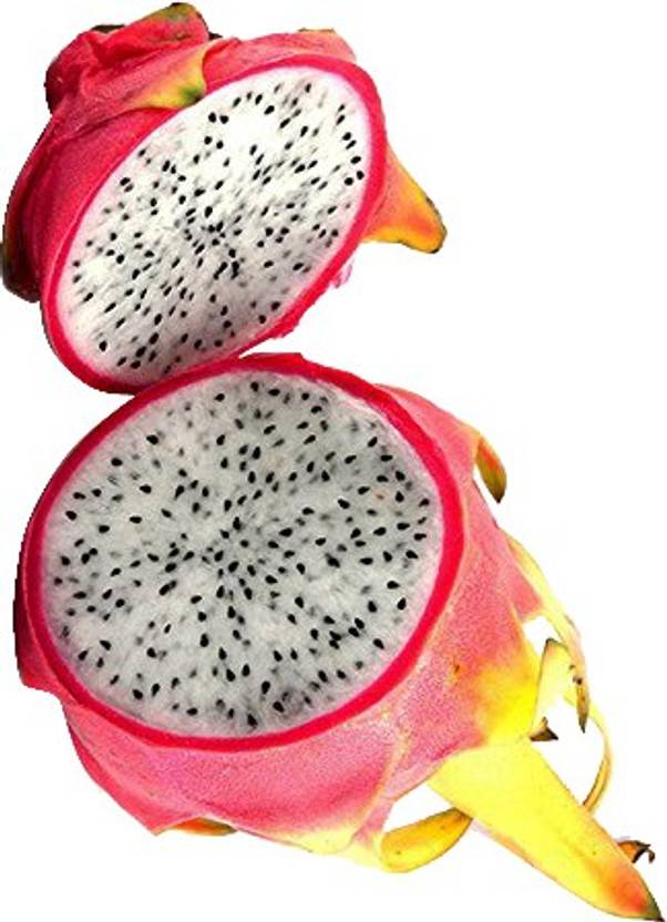 nema pitaya white dragon fruit seed price in india buy nema pitaya