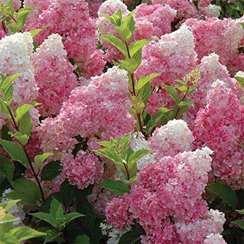 Nine Bark Hydrangea Plants For Sale Save 80 Buy Direct