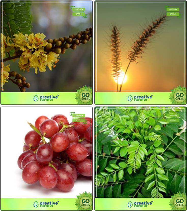 Creative Farmer Garden Tree Plants For Home Peltophorum Denanath Creative Farmer Garden Tree Plants For Home Peltophorum Denanath Gr Grape Murraya Koenigii