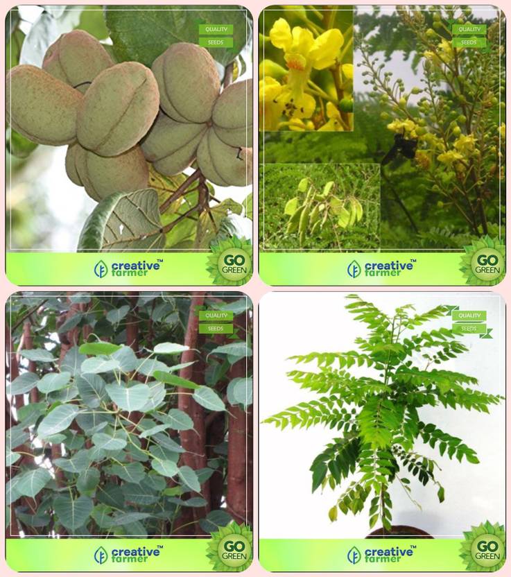 Creative Farmer Tree Seeds Home Depot Sterculia Guttata Caesalpinia Creative Farmer Tree Seeds Home Depot Sterculia Guttata Caesalpinia San Ficus Religiosa Murraya Koenigii Combo For