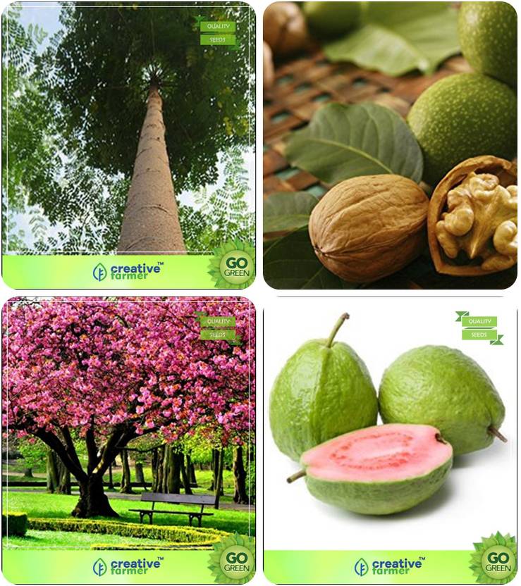 creative farmer Tree Seeds Home Depot Malabar Neem Plywood Tree