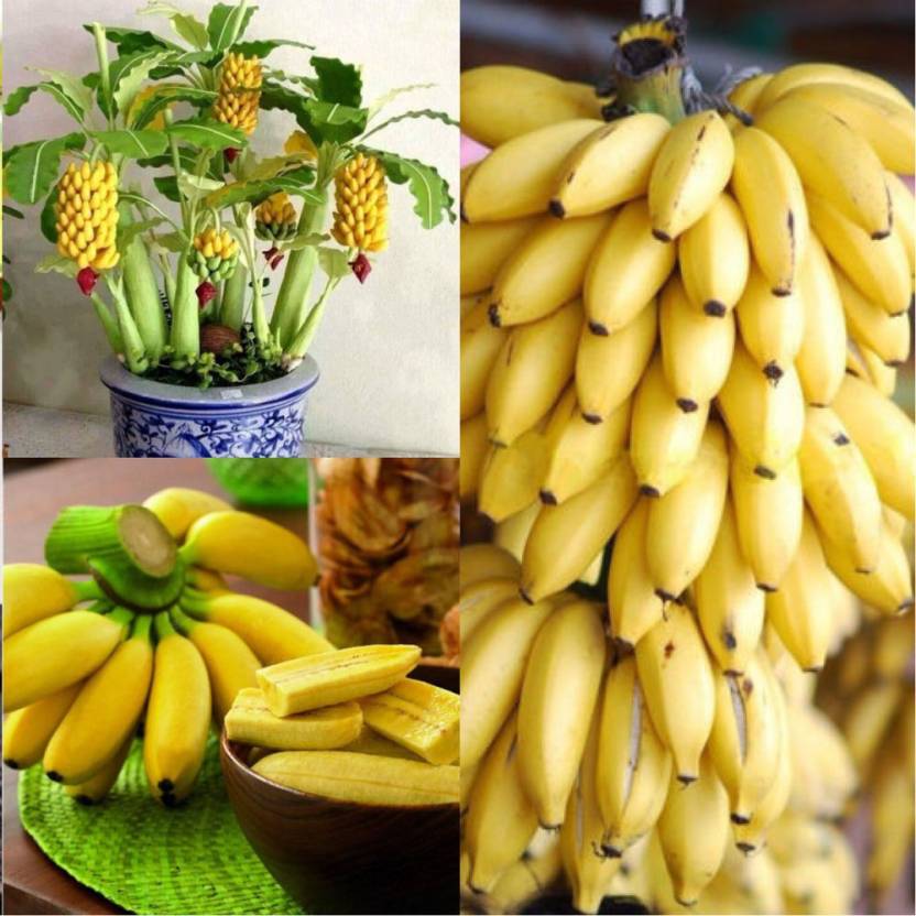 Вырастить банан из покупного банана. Бананы мини. Мини банановое дерево. Семена банана. Семена мини бананов.