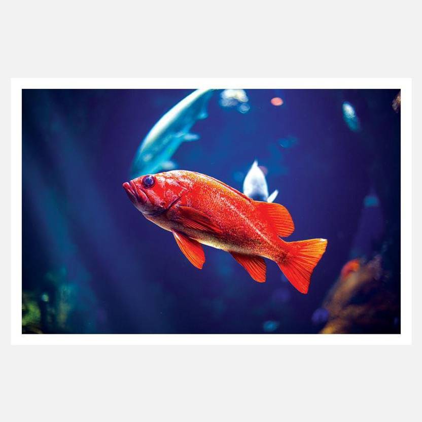 Crazyink Orange Small Fish Wall Poster 12 18 Inch Paper