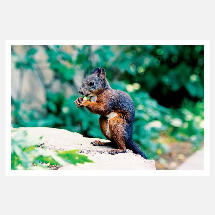 Crazyink Squirrel Wall Poster 12 18 Inch Paper Print
