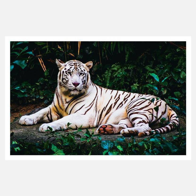 Crazyink White Tiger Wall Poster 12 18 Inch Paper Print