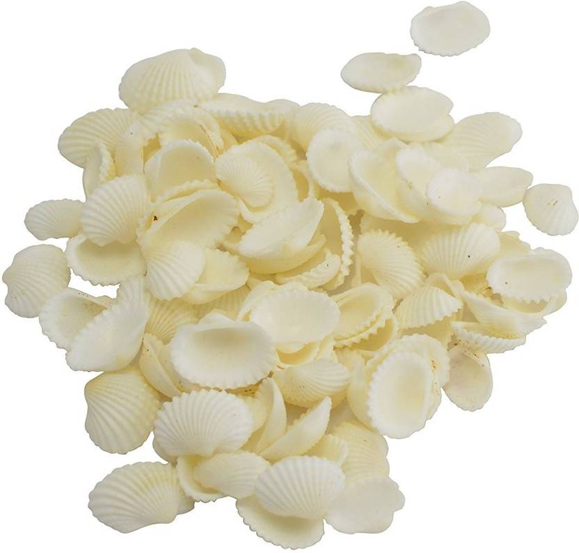 vardhman sea shell white