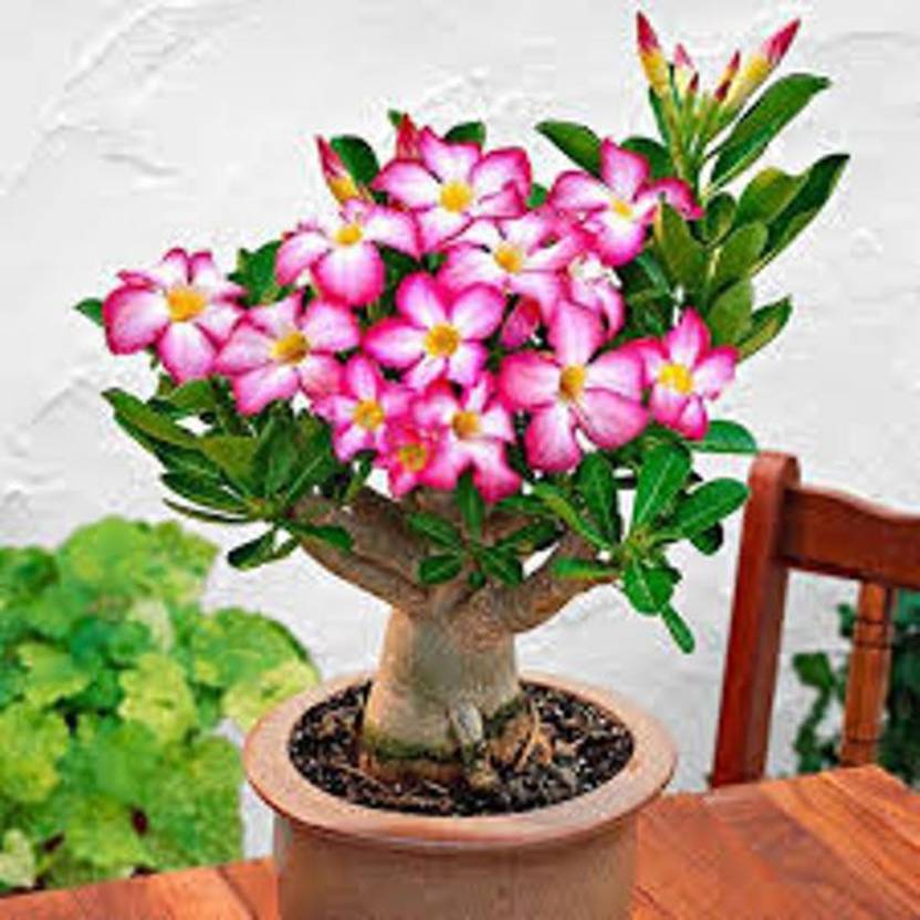 Rosemerc Adenium Desert Rose Flower Plant Seed Price In India Rosemerc Adenium Desert Rose Flower Plant Seed 10 Per Packet