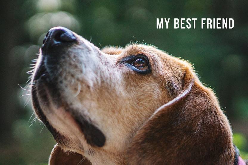 Dog Poster My Best Friend Paper Print Animals Quotes