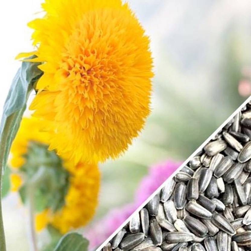 Gkart Sunflower Sungold, 'Giant Sungold' Seed Price in India Buy