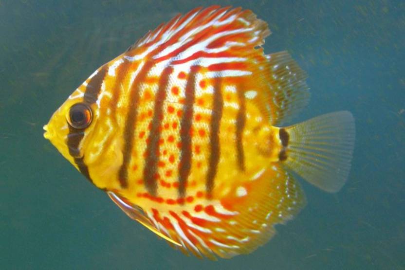 Exclusive Azohp2558 Discus Symphysodon Aequifasciatus