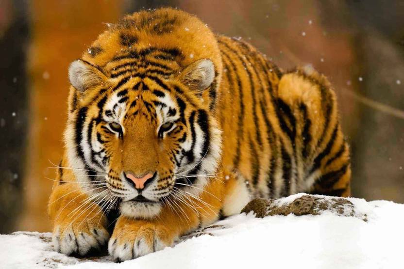 Exclusive Azohp1918 Tiger Full Hd Poster Latest Best New 3d Look