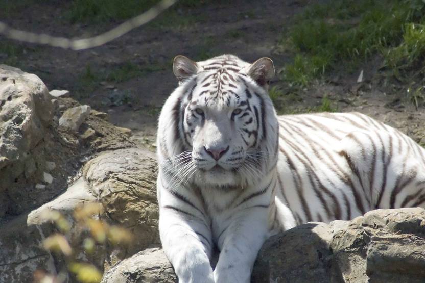 exclusive azohp1822 tiger full