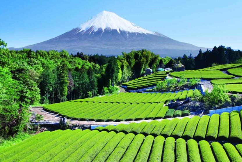 exclusive azohp1854 fuji nature