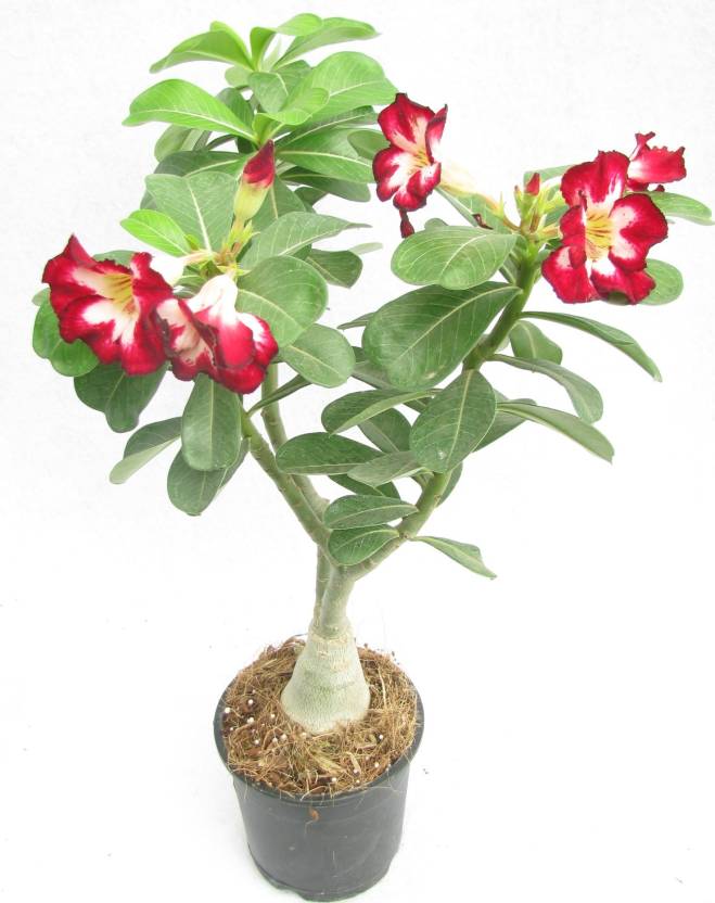 Bonsai Adenium Mini | Aneka Ragam Bentuk Bonsai