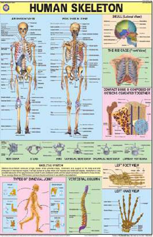 chart of human skeleton laminated 70x100cm. (english & Hindi) Paper ...