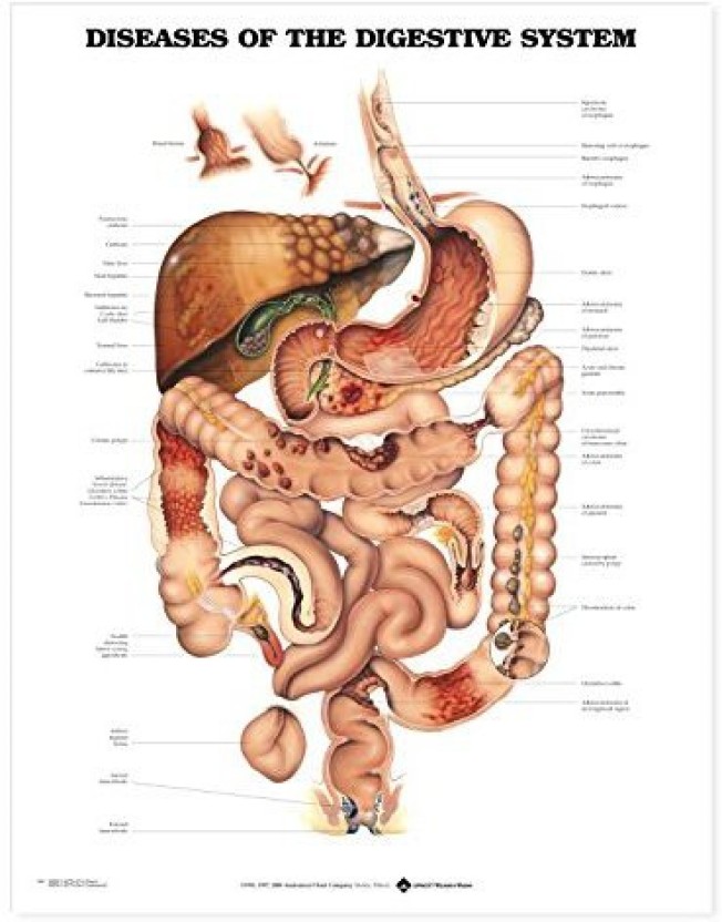 Human Anatomy Chart Online