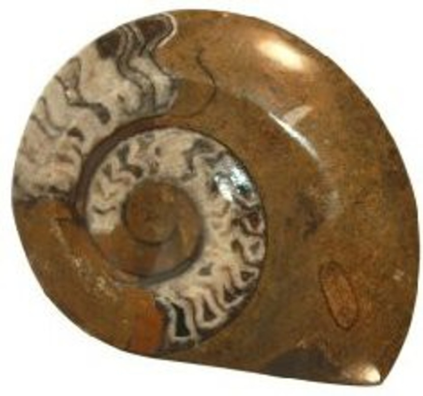 ammonite sex ammonite sex