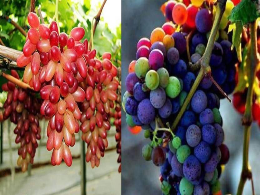 priyathams imported organic red