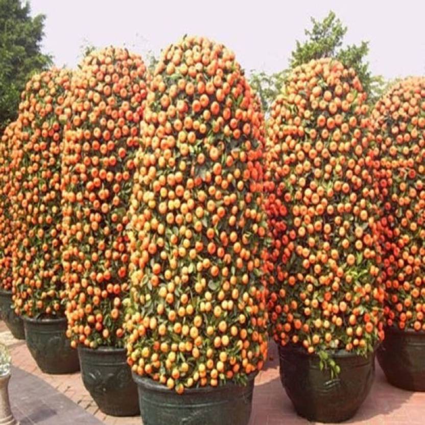 Nskon Mported Bonsai Orange Indoor Potted Plant Tree Seed Price In India Buy Nskon Mported Bonsai Orange Indoor Potted Plant Tree Seed Online At Flipkart Com
