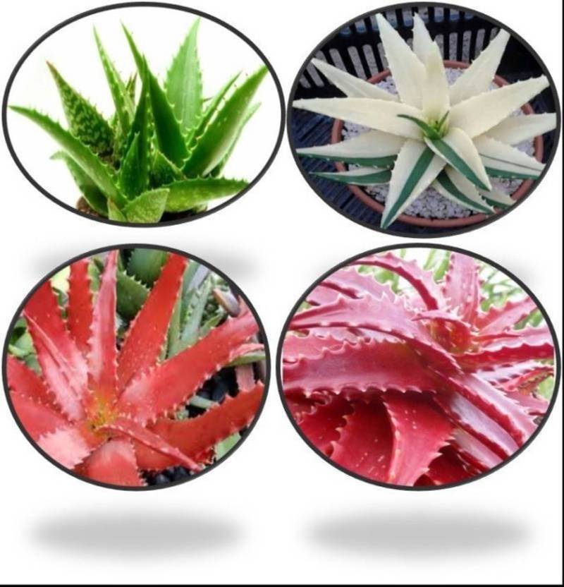 Elif Imported Red Green White Aloe Vera Plant Seed Price In India