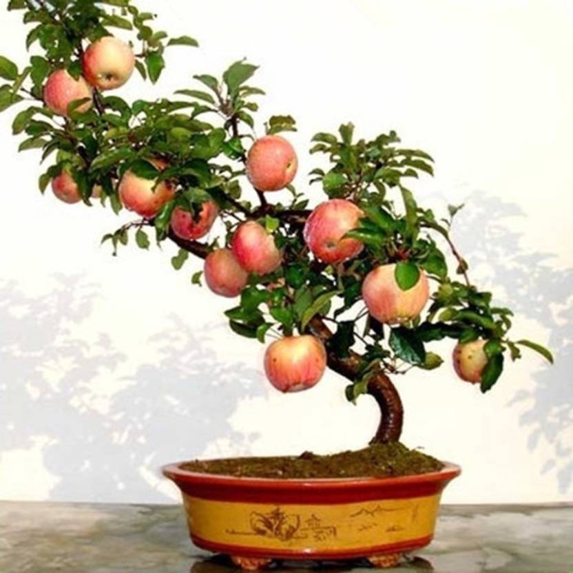 Bonsai Apple Tree In India Bonsai Tree