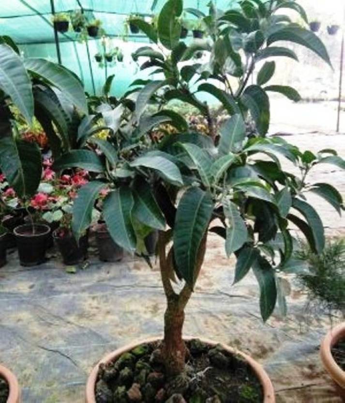 New For Mango Bonsai Fruit Tree.