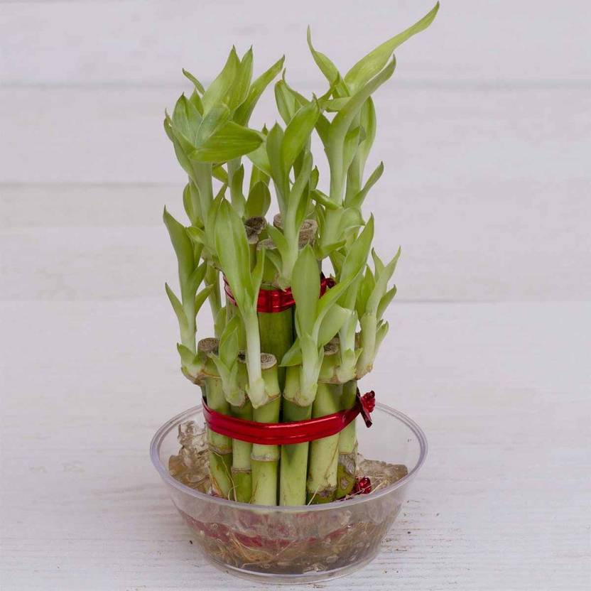 UGAOO Lucky Bamboo 2 Layer (Good Luck Fengshui Plant) Plant (No Pack of 1 Bamboo)