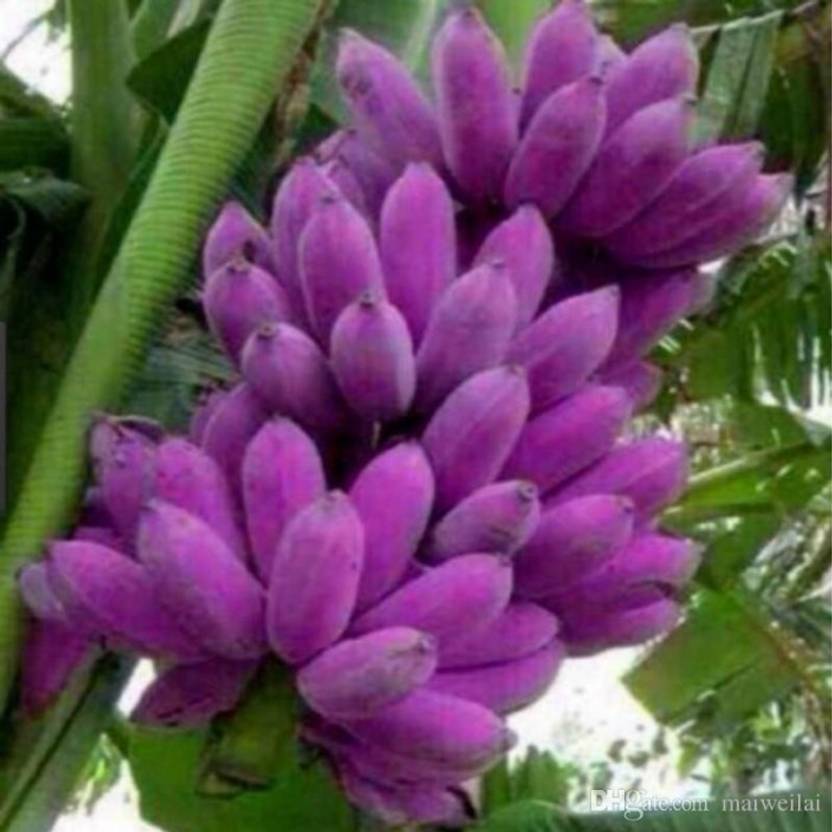 ELIF Imported Mini Rare Dwarf PURPLE Banana Tree Seeds Mini Bonsai