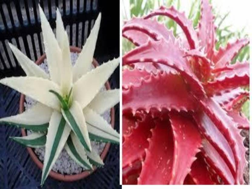 Elif Imported Japanese Red And White Aloe Vera Plant Seed Price In
