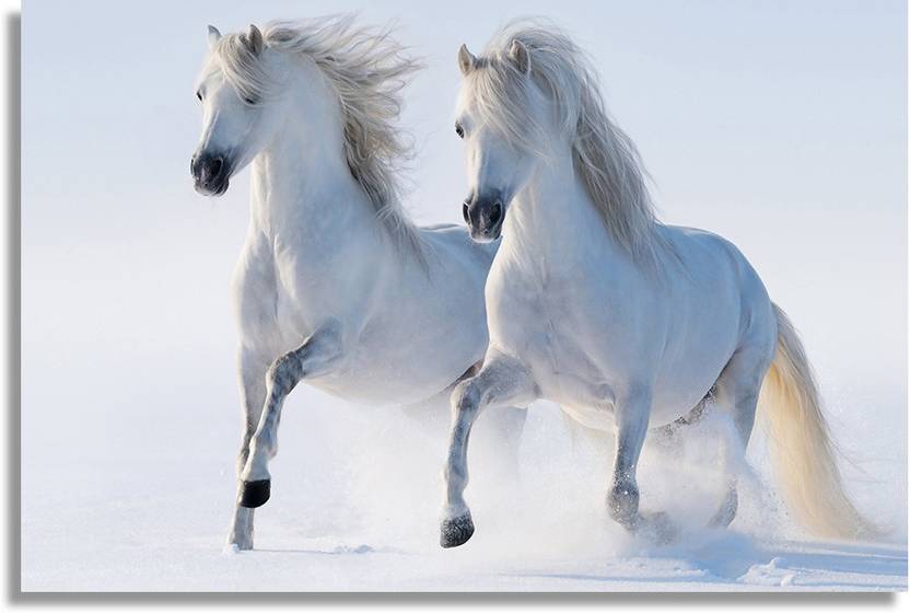 2 Horses Paper Print Animals Nature Posters In India