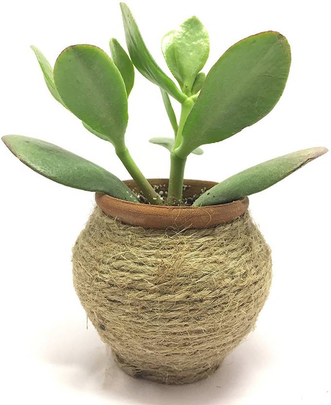 Black Gold Good Luck Succulent Plant Crassula Ovata Jade Plant