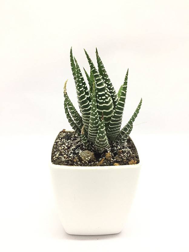 Black Gold Succulent Haworthia Fasciata Zebra Plant 2 Inch White Small Round Pot Free Decorative Office Desk