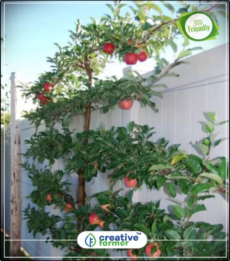 Creative Farmer Honeycrisp Apple Tree Sweet Fruit Seeds For Home