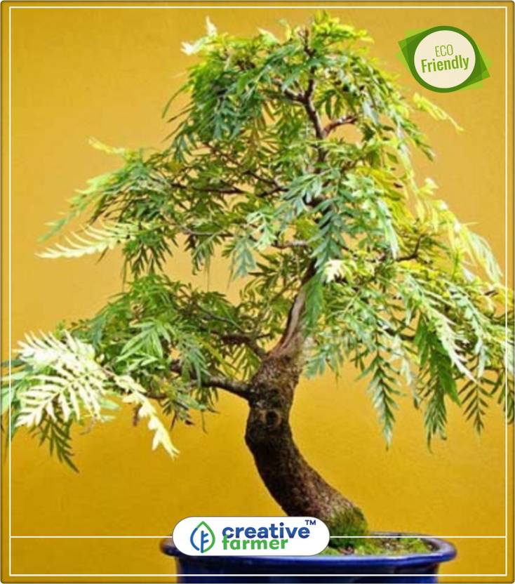 Silver Oak Tree Bonsai Bonsai Tree She lifted the hair off her neck and sighed as she paused in the shade of a huge oak tree. silver oak tree bonsai bonsai tree