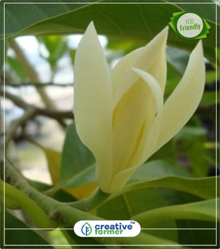creative farmer Michelia White Chempakam (Malayalam) Flowering Tree
